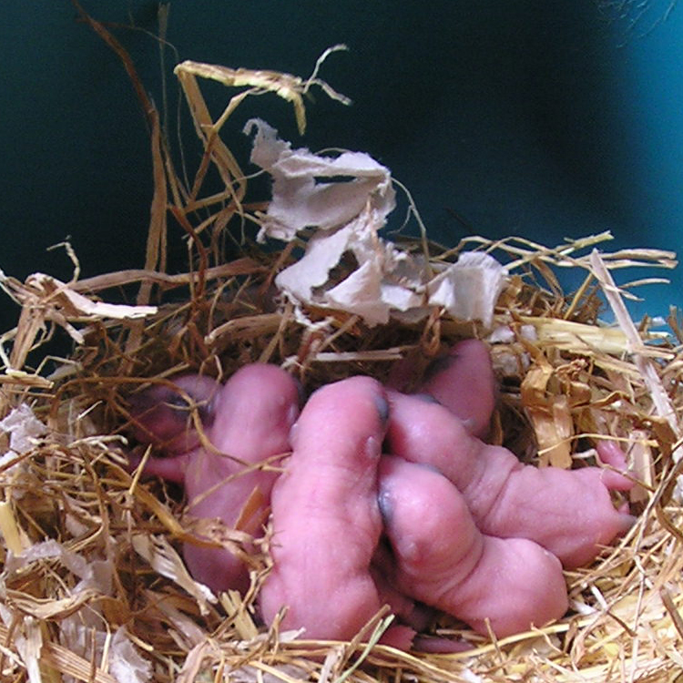 baby gerbils