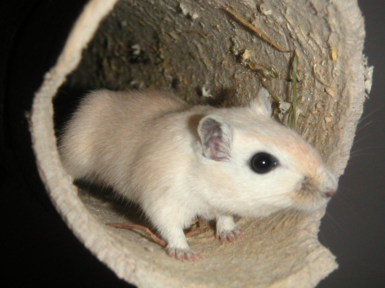 soft toy gerbil